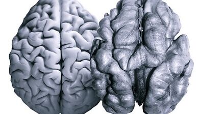 Nueces útiles para la actividad cerebral